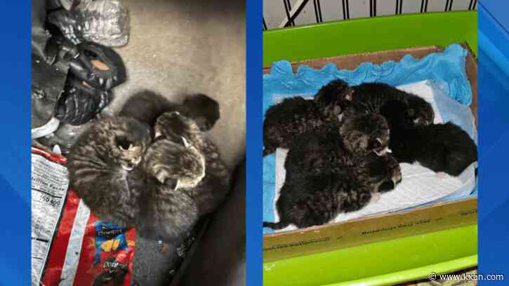 Newborn kittens rescued from wrecked car in New York moments before demolition