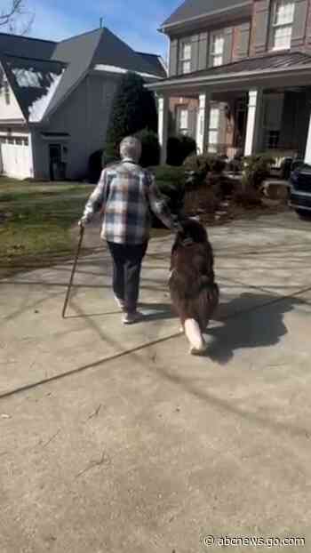 WATCH:  Dog walks great-grandma home so she doesn’t fall