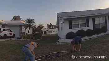 WATCH:  Cop delivers pizza when delivery driver sees 8-foot gator hiding