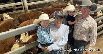 Casino weaners bring Queensland buyers to the bidding rail