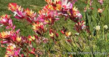 Forget fast cars, I'm driven to flowering bulb buying | In Fiona's Garden