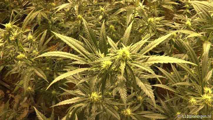 Hennepkwekerij aangetroffen na melding buitenbrand in Oldambt