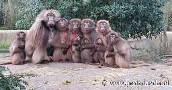 Bijzonder familieportret gemaakt van gelada's in Diergaarde Blijdorp