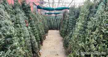 City of Edmonton ending curbside Christmas tree pickup