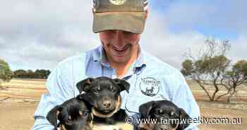 Young gun Austin Shotter gets involved in Kelpies for Kids at Kukerin farm