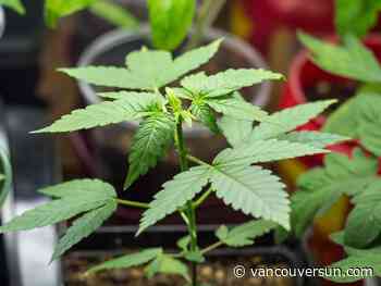 Denied fire insurance payout because he grew pot, B.C. homeowner wins appeal