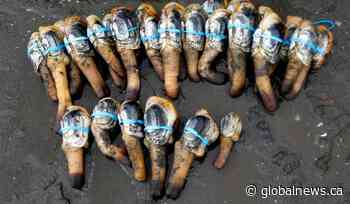 China tariffs threaten B.C.’s seafood industry