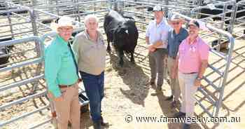 Black Tara Angus sets a red-hot price in a red-hot Annual Gingin Bull Sale