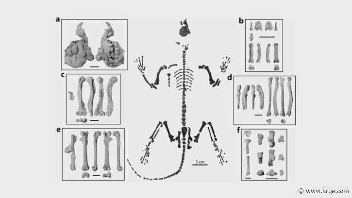 Scientists study ancient mammal remains found in New Mexico