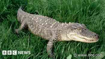 Man fined for pet alligator called Cliff in garden