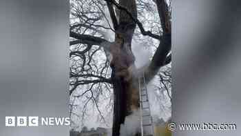 Headlines: Tree set on fire and rare lamb quins born