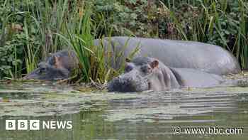 Work starts on home for new hippos at Longleat