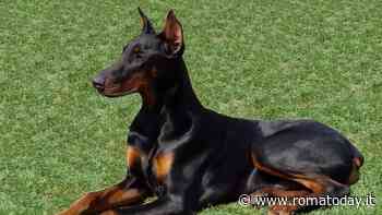 Il Dobermann: eleganza e fedeltà in un unico cane