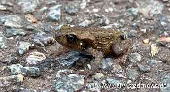 Amphibien am Steinbrücker Teich – Eine Exkursion des NABU Darmstadt