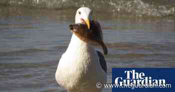 Octopus? Ice cream? Is there anything gulls don’t eat? – in pictures
