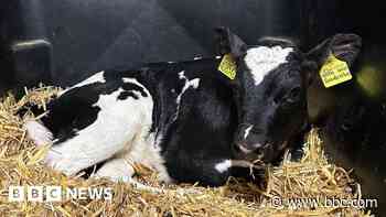 Wiltshire in pics: cows, Crufts and challenges