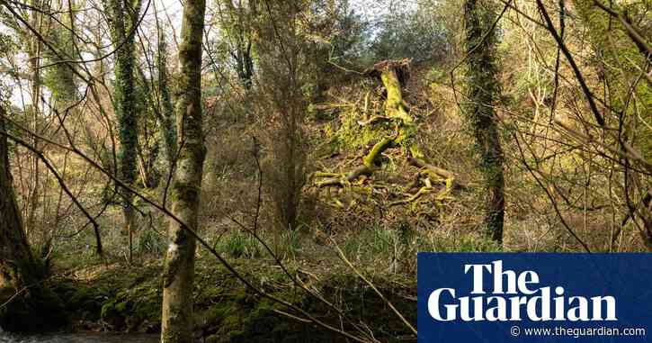 Country diary: The terrible noise of an oak falling upside down | Derek Niemann