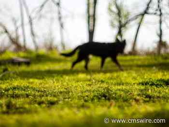 Navigating AI Hallucinations: A Personal Lesson in Digital Accuracy