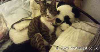 Bristol couple's heartbroken appeal after cat killed by speeding driver