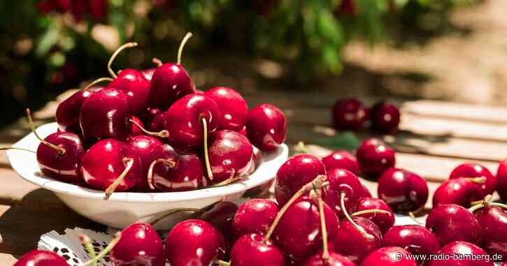 Anpacken bei der Obsternte in der Fränkischen Schweiz