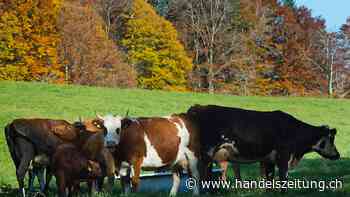 Behörden entdecken zehn tote Kühe und Kälber im Kanton Neuenburg