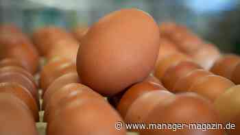 Eier: USA bitten europäische Länder um Eier wegen Vogelgrippe