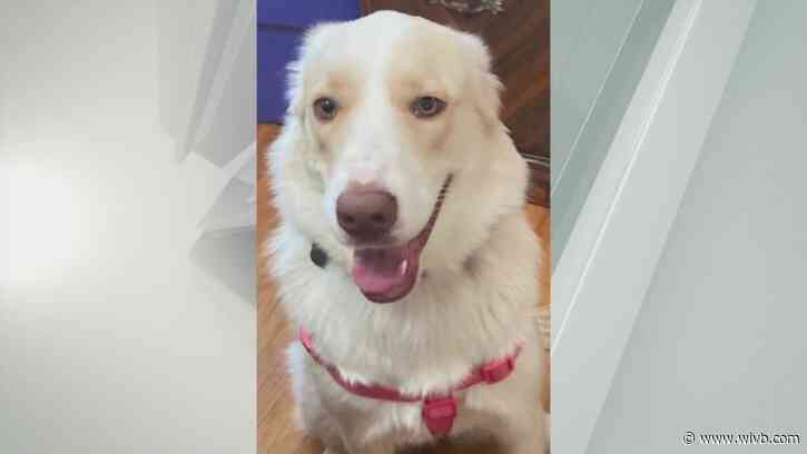 'Good-natured' Tally needs her forever home