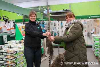 Vierhonderd lezers van onze krant halen vandaag hun walnootboom op bij Aveve in de Dekenijstraat