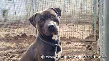 Dieser Gifhorner Baron wurde übel im Stich gelassen