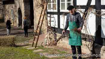 Winzer in Braunschweig: Wie der Riesling ins Kloster kommt