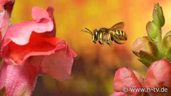 Pflanzzeit im eigenen Grün: Gartenmonat März: Jetzt ist Zeit zum Staudenpflanzen