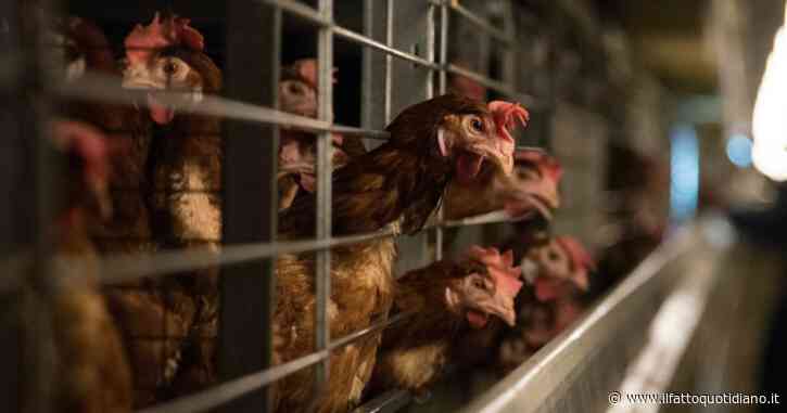 Trump vuol prendersi la Groenlandia (danese) ma chiede aiuto alla Danimarca per ridurre il prezzo delle uova: “Esportatene di più”