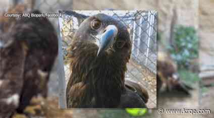 BioPark mourns death of Myah, the golden eagle