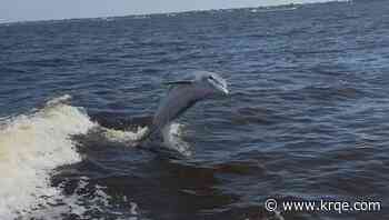 WATCH: Dolphin follows Florida police boat for swim-along