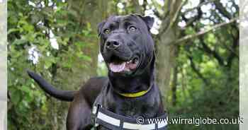Joyful Jess in need of a new home 