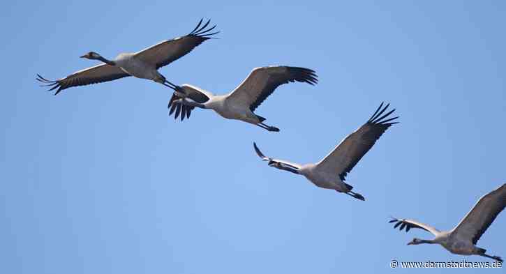 Bildervortrag des NABU Darmstadt: Kraniche – Erlebnisse mit dem „Vogel des Glücks“ in Deutschland