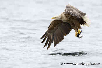 Scottish farmers impacted by sea eagle predation receive funding