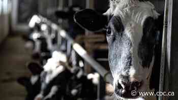 U.S. tariffs would have little effect on Canada's 'cartelized' dairy industry, experts say