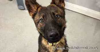 Urgent appeal to help poorly Merlin the German Shepherd who needs a costly heart scan