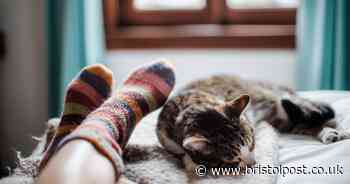 You need eyes of a sniper to spot snuggly cat in clever optical illusion