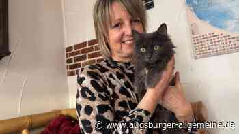 Nur eine Operation kann das Leben der ausgesetzten Katze Silva retten