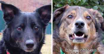 Tierhilfe Franken nimmt Hunde nach Todesfall auf - und sendet Hilferuf