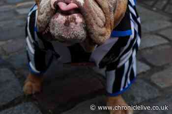 73 amazing photos of Newcastle United fans taking over London for Carabao Cup Final at Wembley