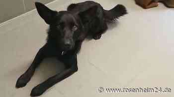 Junger Hund an Verkehrszeichen in Traunstein angebunden – Polizei bittet um Hinweise