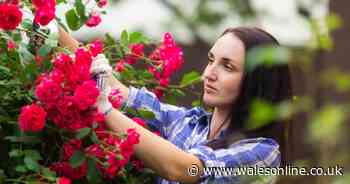 Brits warned March is the 'last chance' to sort out important garden task