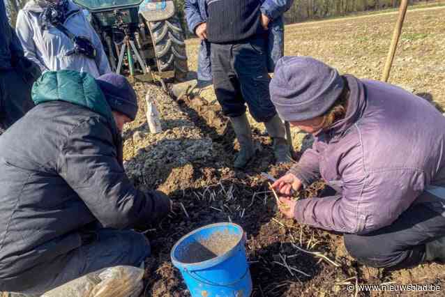 Hopcultuur in de regio Aalst-Affligem herleeft: hopkeesten geoogst aan abdij