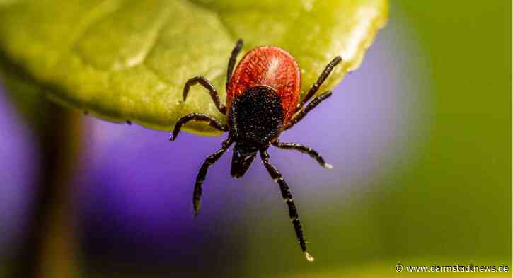 Beginn der Saison für Zecken und Tigermücke – Tigermücke bekämpfen und mögliche Brutstätten abdecken oder verhindern