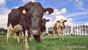 "Trinke den Dreck nicht": Warum Briten massenweise Milch wegkippen