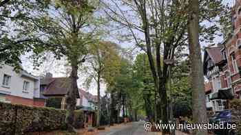 Maand van werken in de Lindenlei voor zwaarder elektriciteitsnetwerk