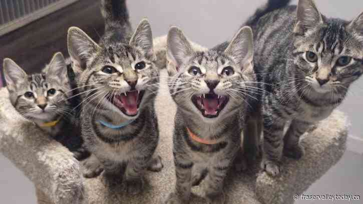 Chilliwack SPCA calls for pet food bank donations